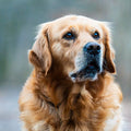 Waterproof Car Seat Cover