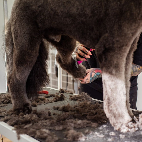 Deshedding Grooming Brush