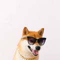 Reflective Nylon Dog Collar